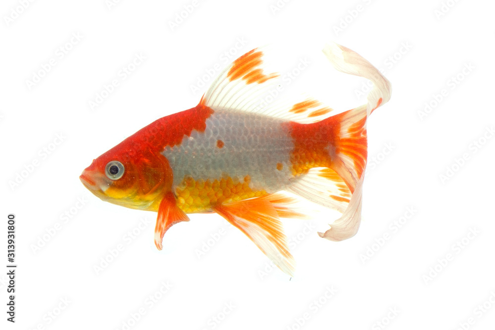Fototapeta premium Koi fish isolated on white background