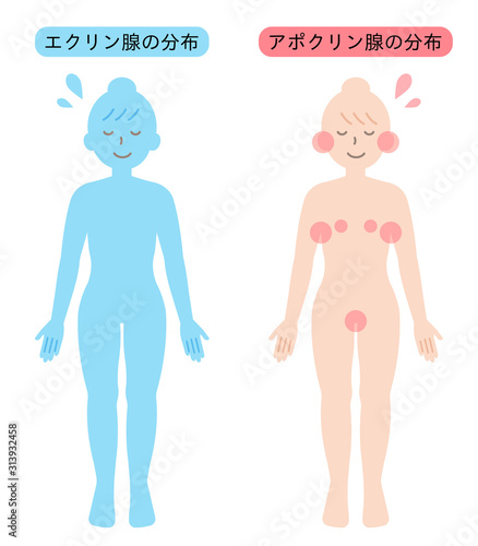 アポクリン汗腺とエクリン汗腺の分布