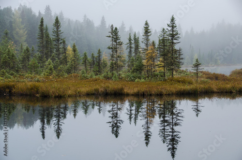 reflection of evergreen trees in water