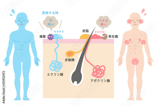 体臭の原因と汗腺　肌の断面図