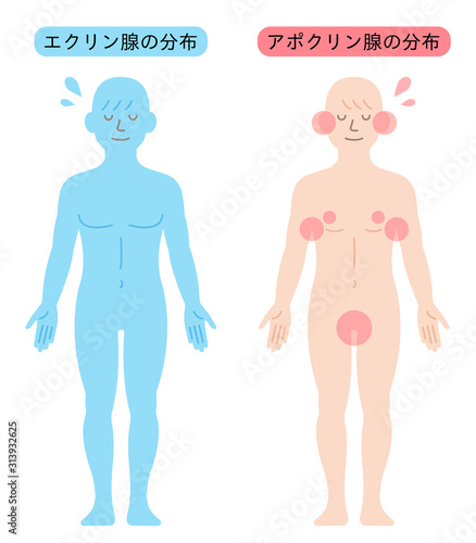 アポクリン汗腺とエクリン汗腺の分布