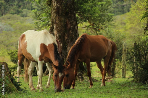 Cavalos na Natureza © Luciene