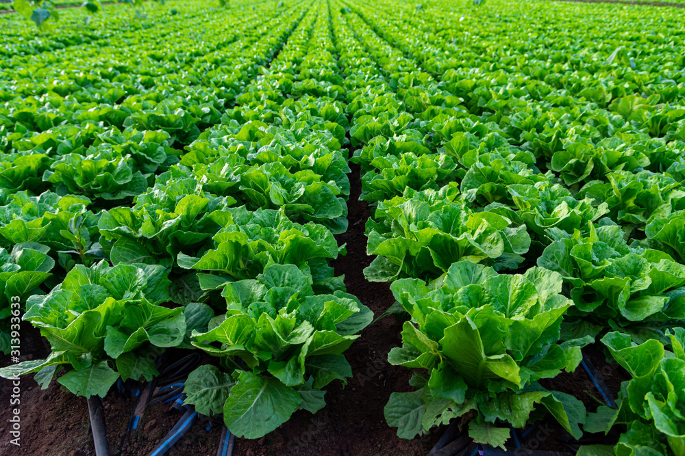 Farmers field with growing in rows green organic lettuce leaf vegetables Farmers field with growing in rows green organic lettuce leaf vegetables