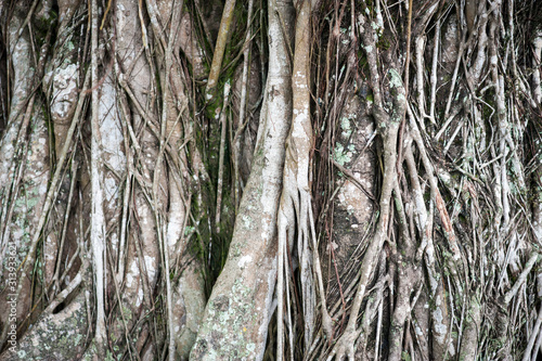 Full frame background of the textured intertwined vines of a tropical banyan tree