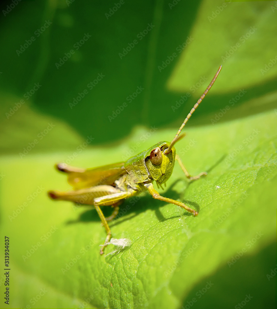 Meadow grasshopper, Chorthippus parallelus Meadow grasshopper, Chorthippus parallelus