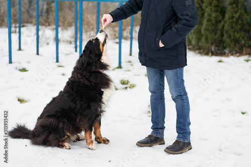 Process of training bernese mountain dog in winter sunny day in the park. Concept of friendship, trust, and support. Playing and walking outdoors.