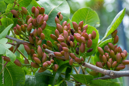 Bild auf Leinwand Cultivation of important ingredient of Italian cuisine, plantation of pistachio trees with ripening pistachio nuts near Bronte, located on slopes of Mount Etna volcano