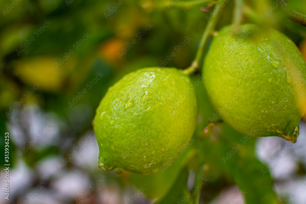Unripe lemons citrus fruits hanging on lemon tree