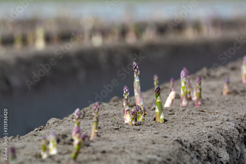 New harvest season on asparagus vegetable fields, white and purple asparagus growing uncovered on farm.