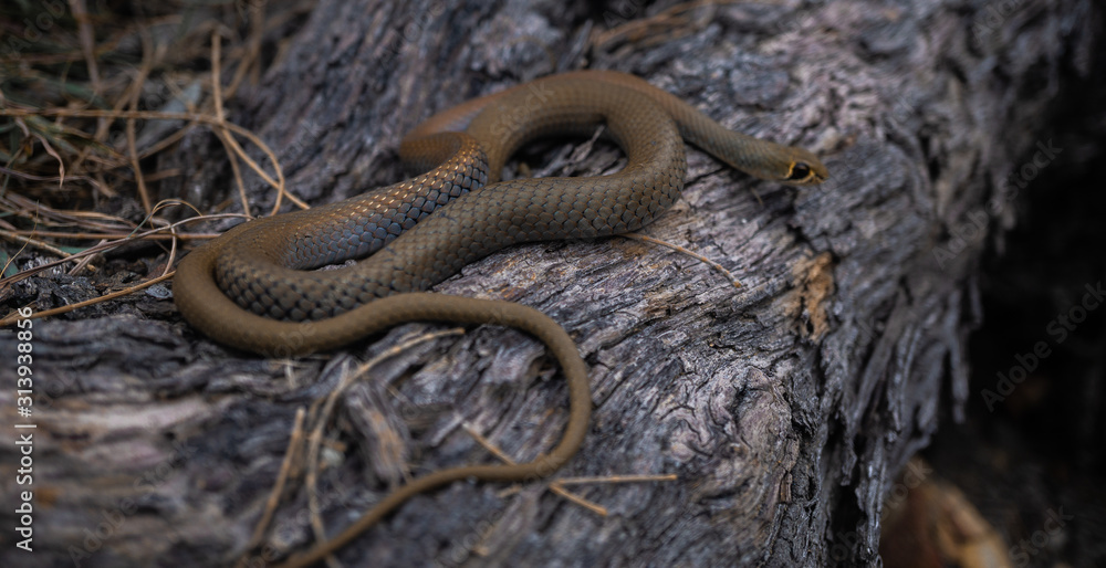Brown Snake on a Tree in Australia Brown Snake on a Tree in Australia