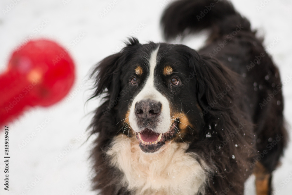 Portrait of bernese mountain dog is wathing on the red chewing toy in the hand and is ready to play and running in winter snowy day. Process of training.
