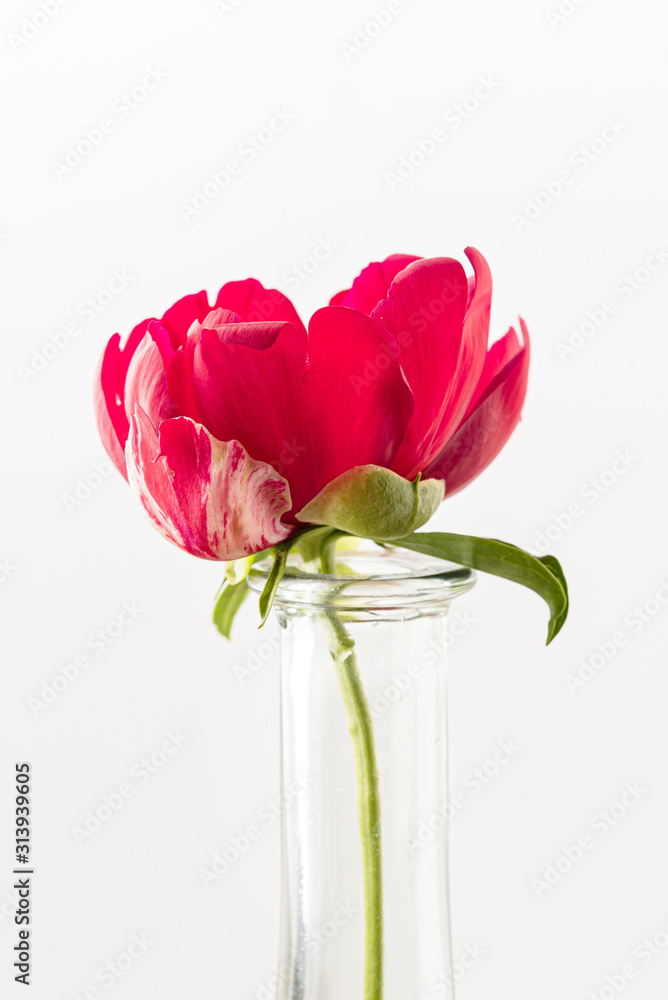 fresh peony flower on the white background fresh peony flower on the white background
