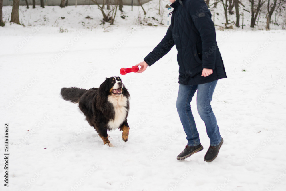 Active large dog is playing and running with it's owner with red chewing toy outdoors in winter sunny day. Concept of friendship, training, dressing, walking, healthy lifesrtyle. Active large dog is playing and running with it's owner with red chewing toy outdoors in winter sunny day. Concept of friendship, training, dressing, walking, healthy lifesrtyle.