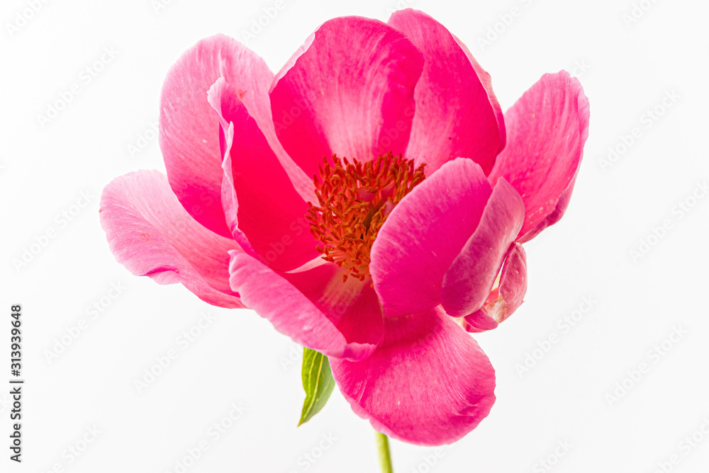 fresh peony flower on the white background fresh peony flower on the white background
