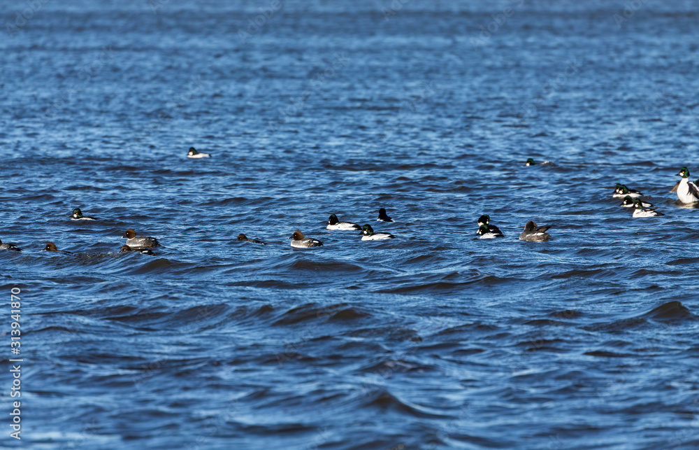 Duck.The common goldeneye (Bucephala clangula),migrating ducks from the northern regions of Canada. Duck.The common goldeneye (Bucephala clangula),migrating ducks from the northern regions of Canada.
