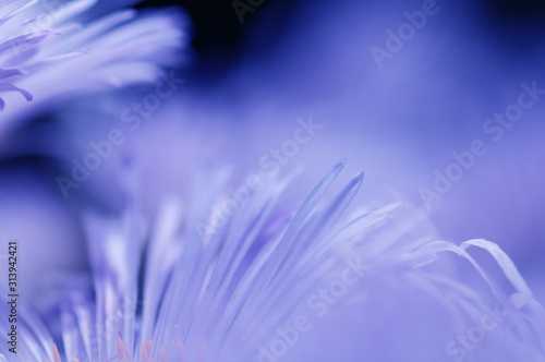 lilac background  delicate daisy petals  soft focus  close-up