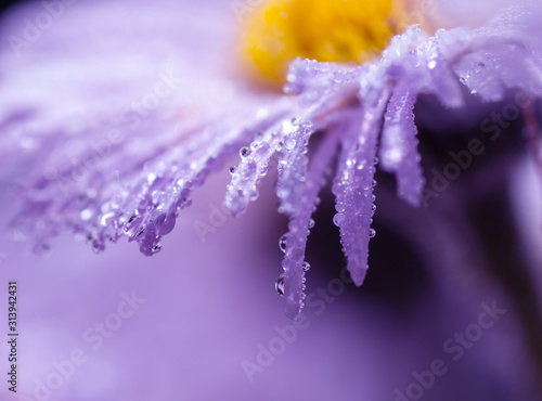 drops of water on purple daisy petals, macro shot