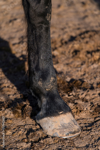 Black horse hoof with horseshoe.