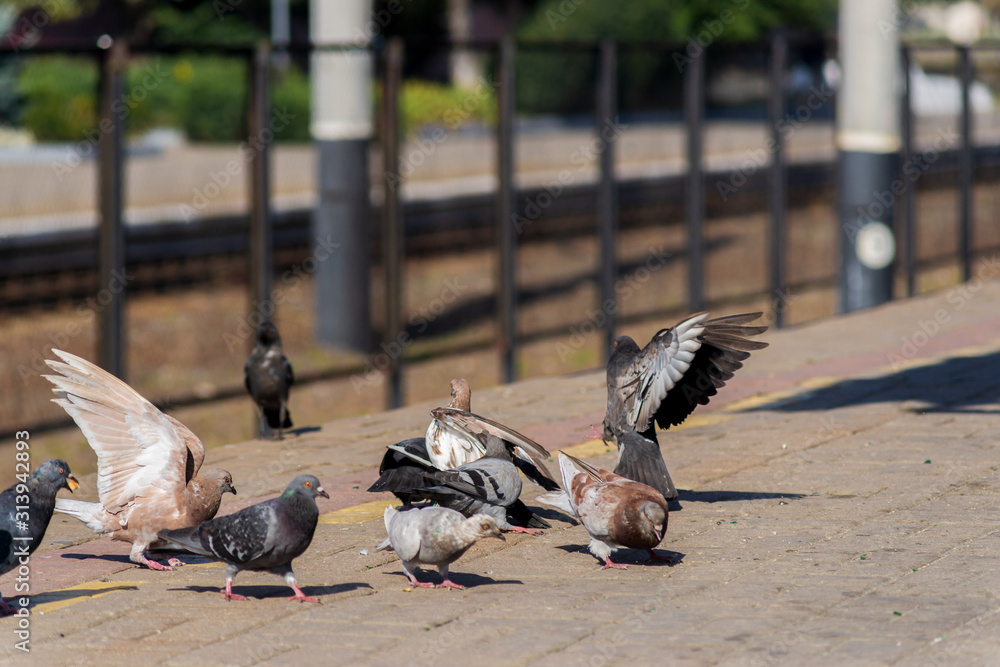 Fototapeta premium Pigeons on the edge of the railway platform.