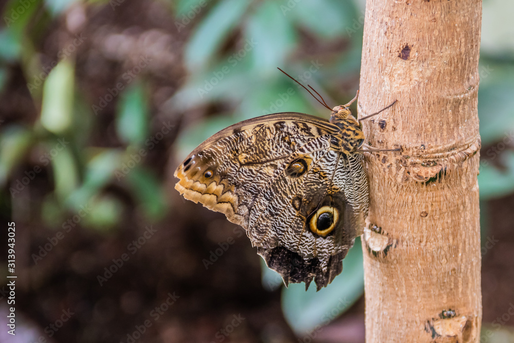 Fototapeta premium Butterfly on Tree