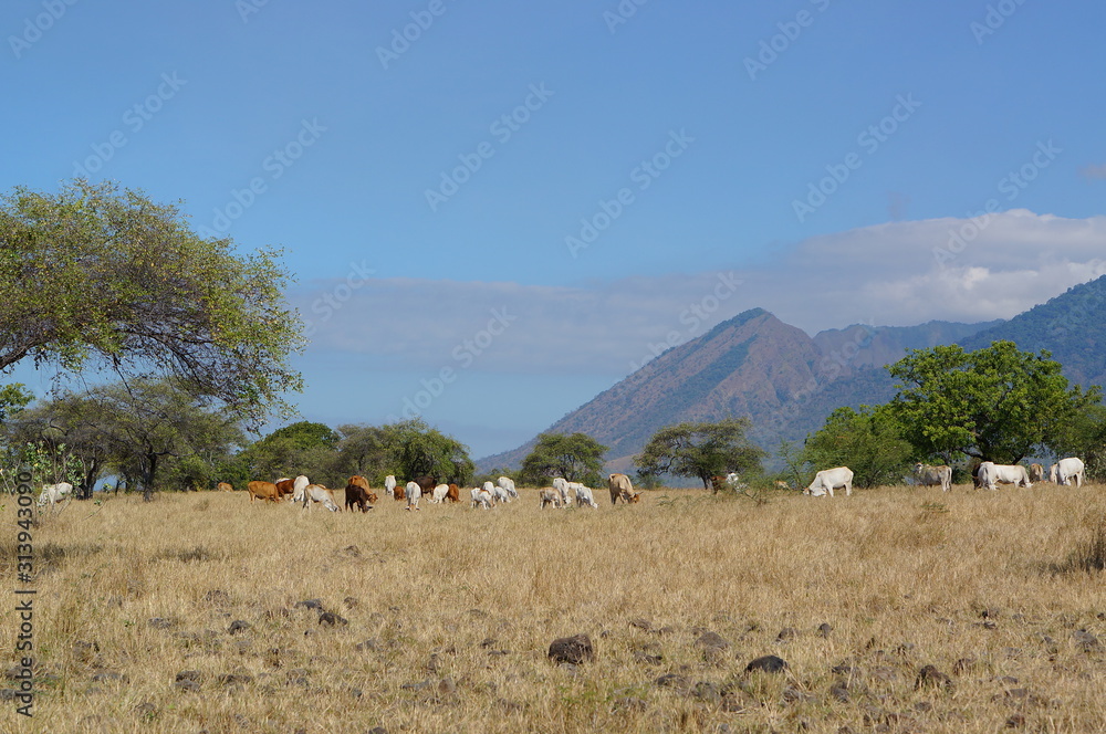 The savanna is dominated by dry grass and a few trees that spread wide with mountain and canyon background, it can be seen that some savanna inhabitants are looking for food. The savanna is dominated by dry grass and a few trees that spread wide with mountain and canyon background, it can be seen that some savanna inhabitants are looking for food.