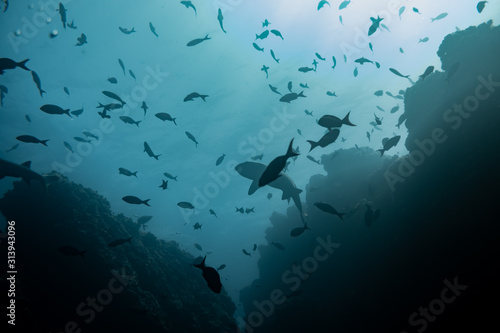 Whitetip Reef Sharks from below