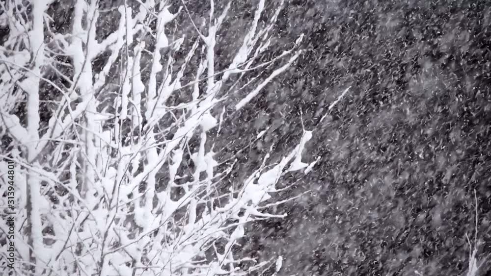 Snowfall in winter in the forest, soft snowy christmas morning with falling snow Snowfall in winter in the forest, soft snowy christmas morning with falling snow