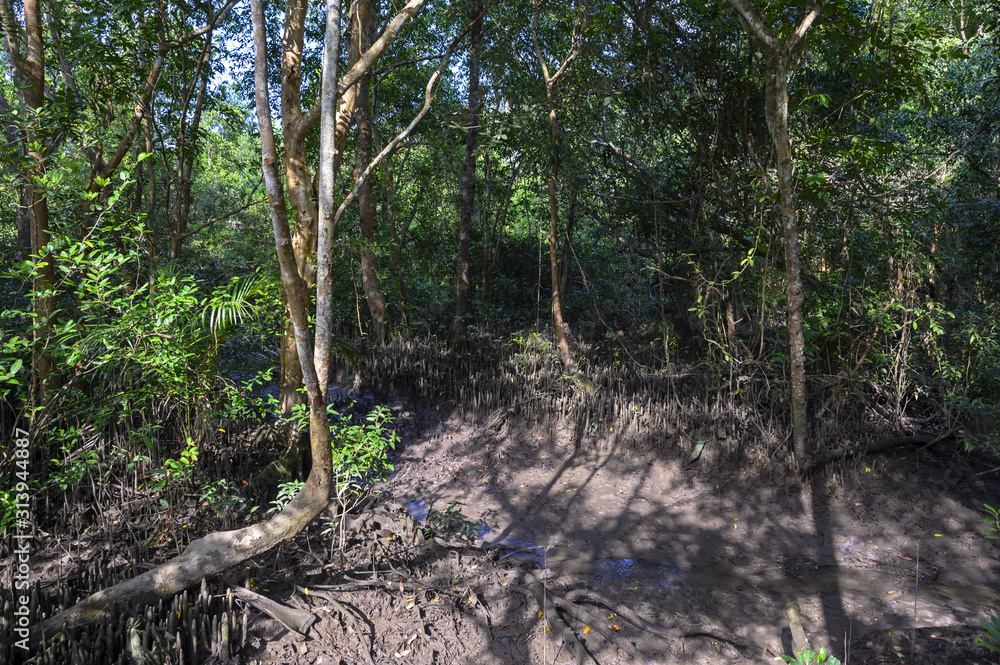 Fototapeta premium Mangrove en Thailande