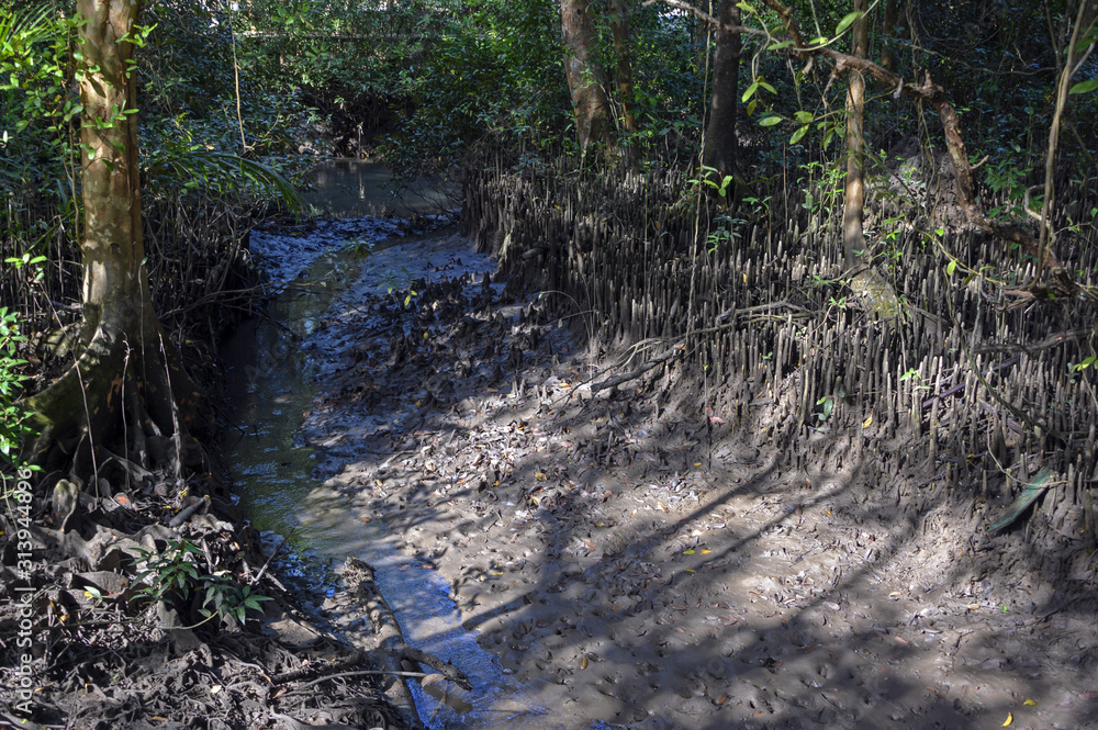Mangrove en Thailande Mangrove en Thailande