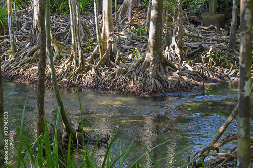 Mangrove en Thailande