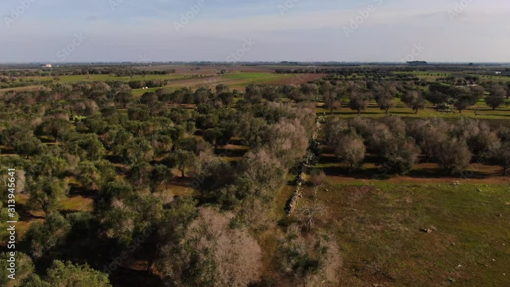 Xylella, tree disease 3 Xylella, tree disease 3