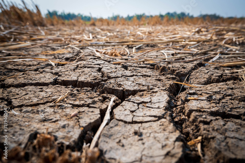 Photography Dry and cracked soil conditions after harvesting