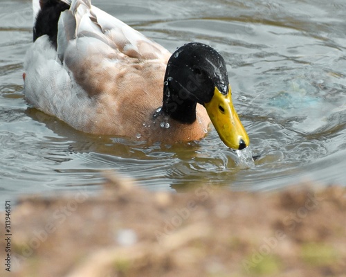 duck in water