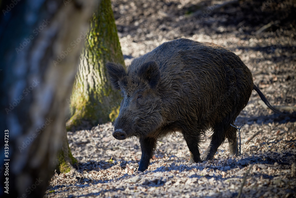 Central Europe Wild Boar in the Forest (Sus Scrofa) Central Europe Wild Boar in the Forest (Sus Scrofa)