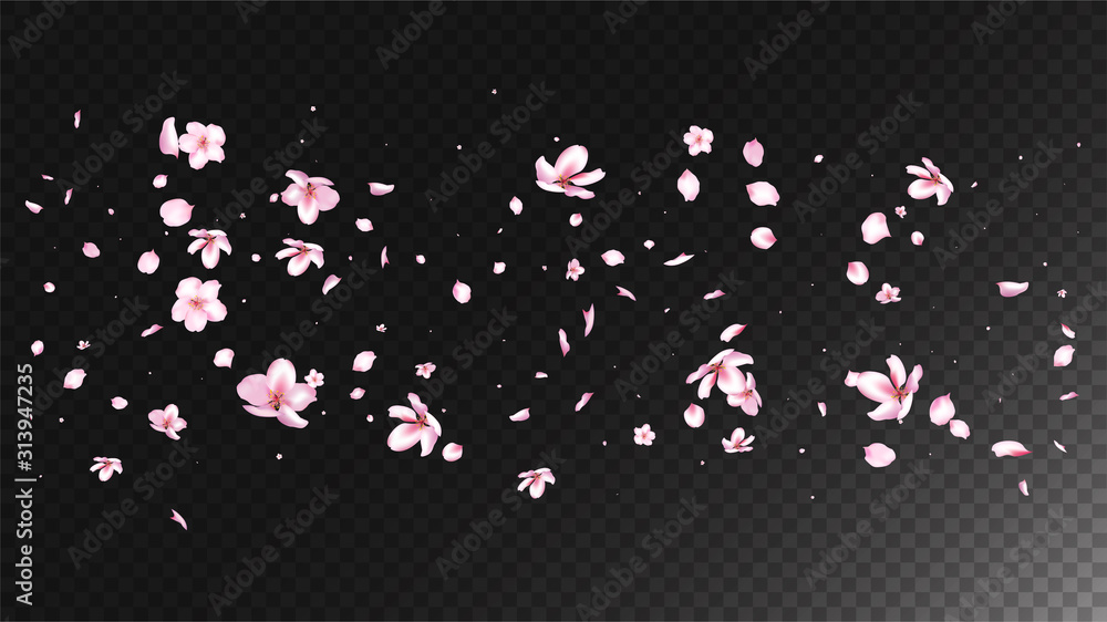 Nice Sakura Blossom Isolated Vector. Watercolor Blowing 3d Petals Wedding Texture. Japanese Oriental Flowers Wallpaper. Valentine, Mother's Day Realistic Nice Sakura Blossom Isolated on Black
