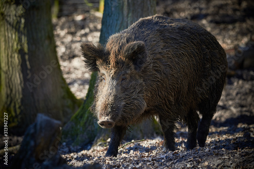 Central Europe Wild Boar in the Forest (Sus Scrofa)
