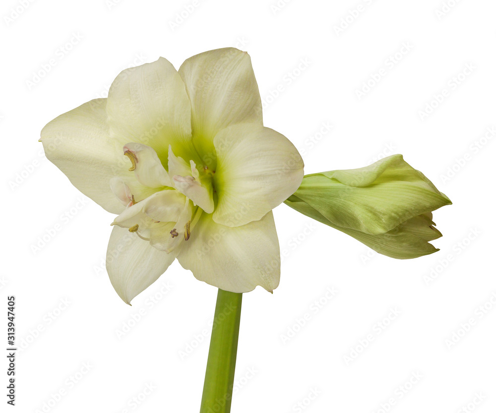 Flower Hippeastrum (amaryllis) Double Galaxy Group Flower Hippeastrum (amaryllis) Double Galaxy Group