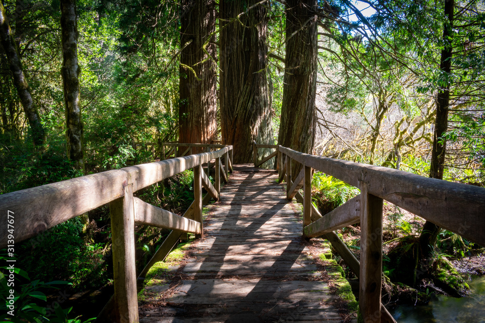 wooden bridge in redwood forest wooden bridge in redwood forest