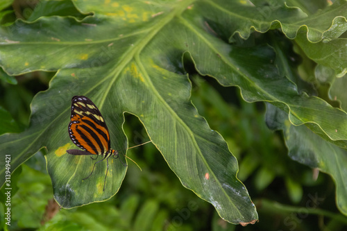 Butterfly on Leaf