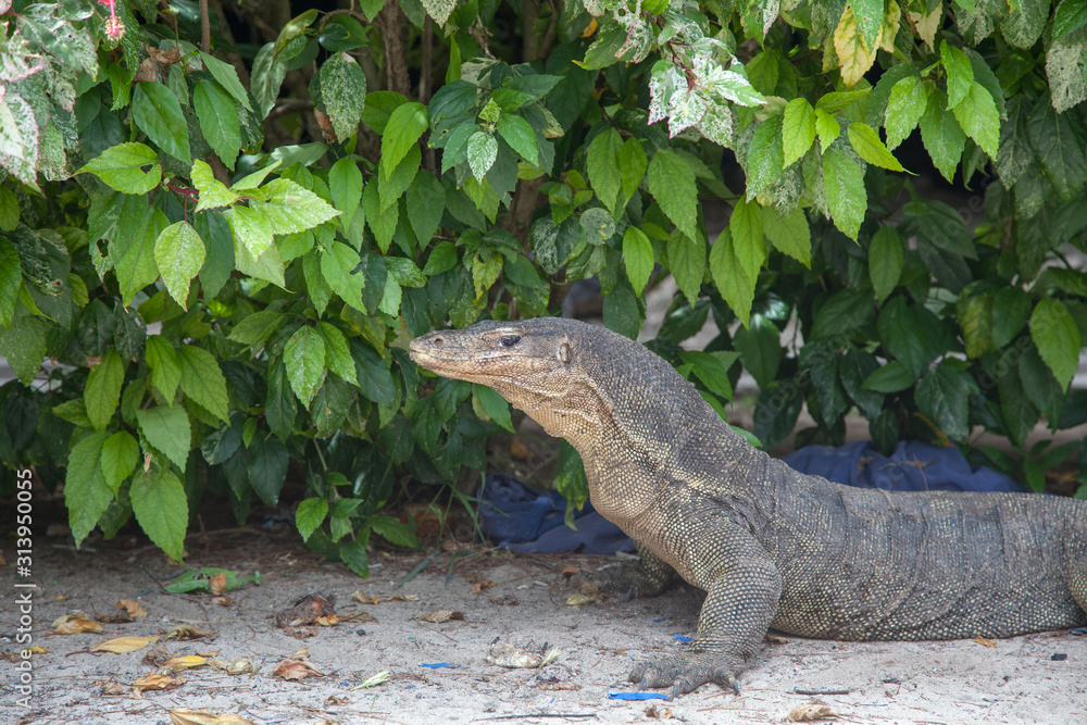 Komodo dragon Komodo dragon
