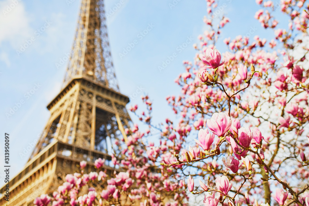 Pink magnolia in full bloom and Eiffel tower over the blue sky
