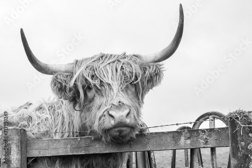 Helifield Highland Cattle looking over the fence on a winters day photo