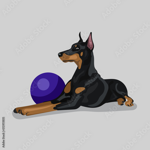dog doberman with blue ball isolated at the with background