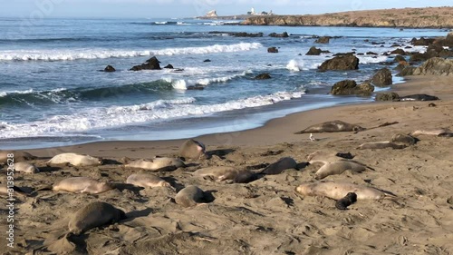 4K HD Video of many elephant seals hauled out on a beach in Northern California. Rookery. Piedras Blancas lighthouse on the peninsula in the background. 