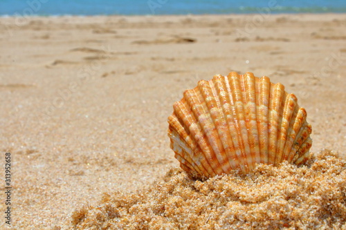 shell on the beach © Mariangela