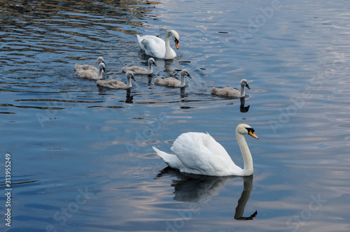 Mute swans and six cygnets swimming on a lake