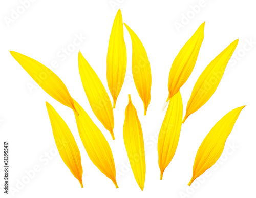 Sunflower petals isolated on a white background. Top view.