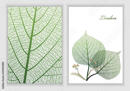 Background texture leaf and leaf linden object isolated on white. Vector illustration. EPS 10. photo