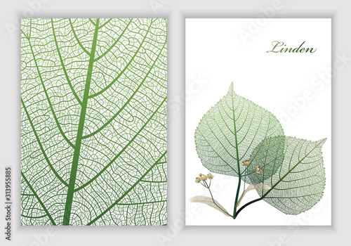Background texture leaf and leaf linden object isolated on white. Vector illustration. EPS 10.
