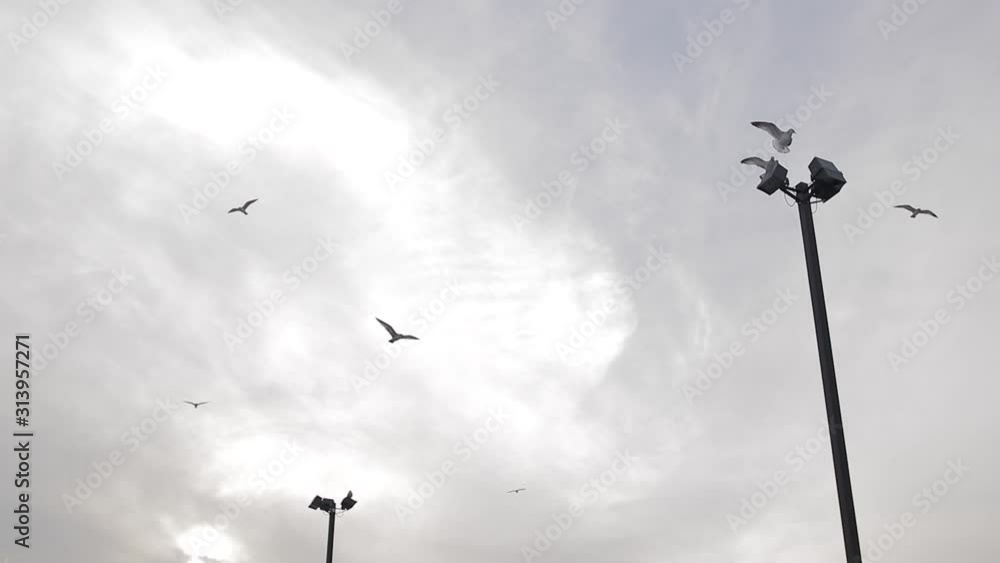Seagulls flying in the sky of Jersey City lamp post Seagulls flying in the sky of Jersey City lamp post